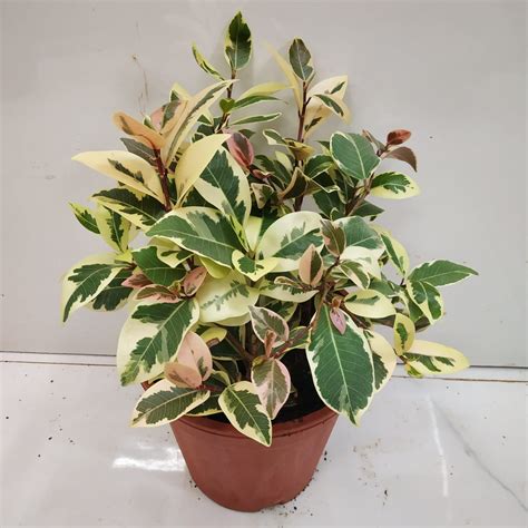 ficus starlight
