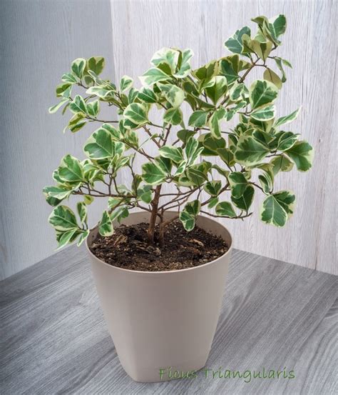 ficus triangularis variegata