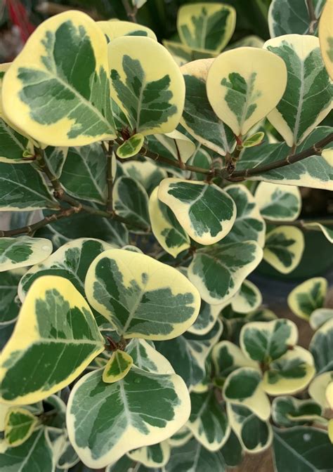 ficus variegated