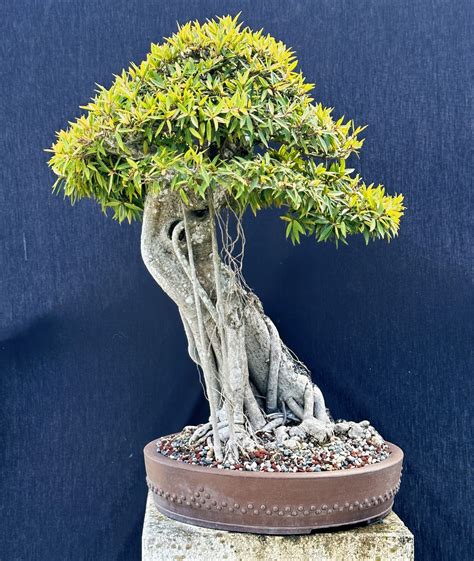 ficus willow leaf