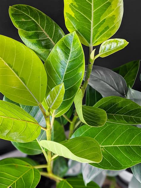 ficus yellow gem
