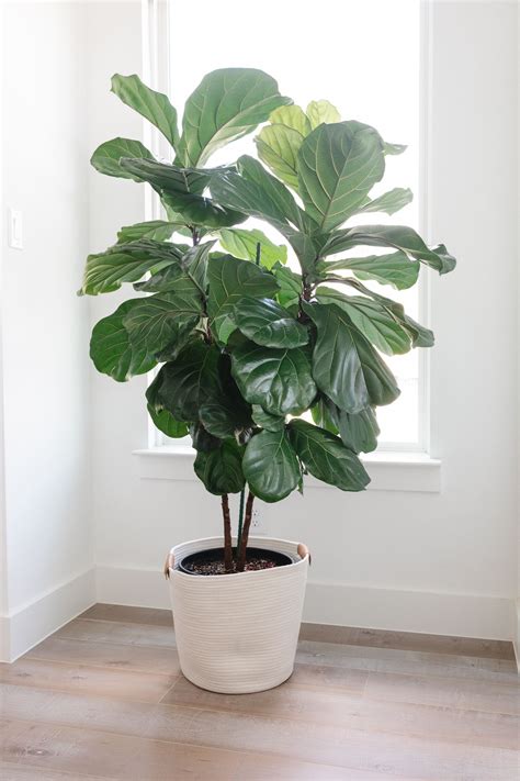 fiddle leaf fig companion plants