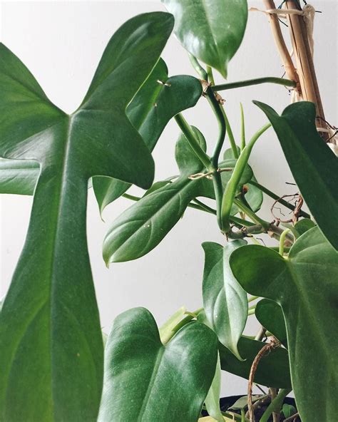 fiddle leaf philodendron