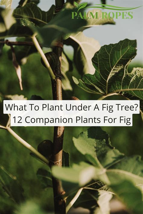 fig companion plants