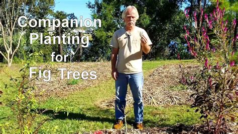 fig tree companion plants