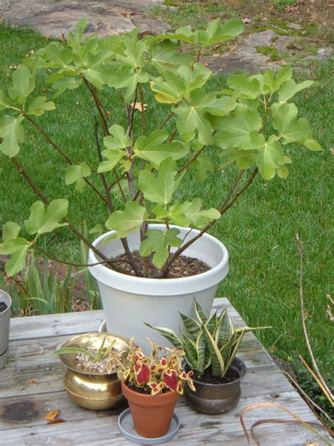 fig tree in pot