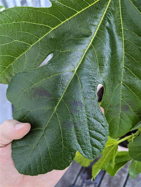 fig tree leaves drooping