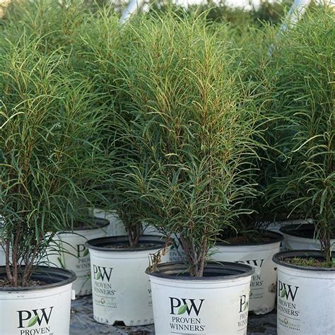 fine line fern leaf buckthorn