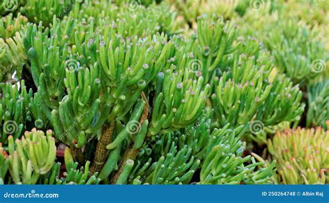 finger jade plant