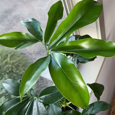 finger leaf philodendron