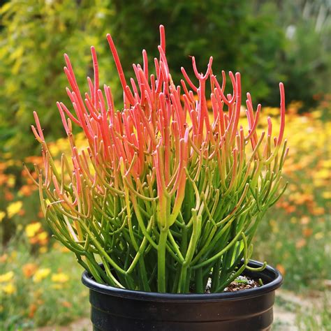 fire pencil cactus