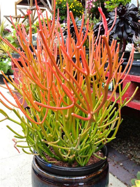 fire stick succulent