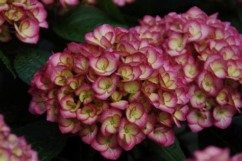 firefly hydrangea