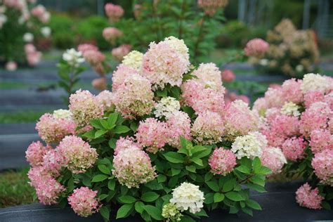 firelight tidbit hydrangea