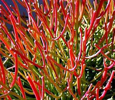 firestick cactus