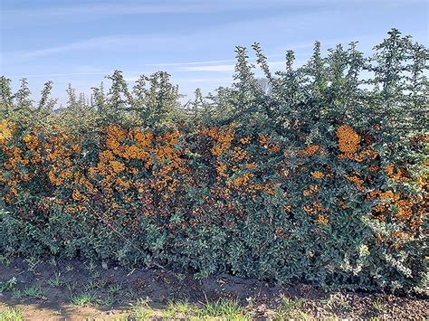 firethorn hedge