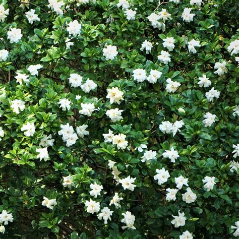 first love gardenia