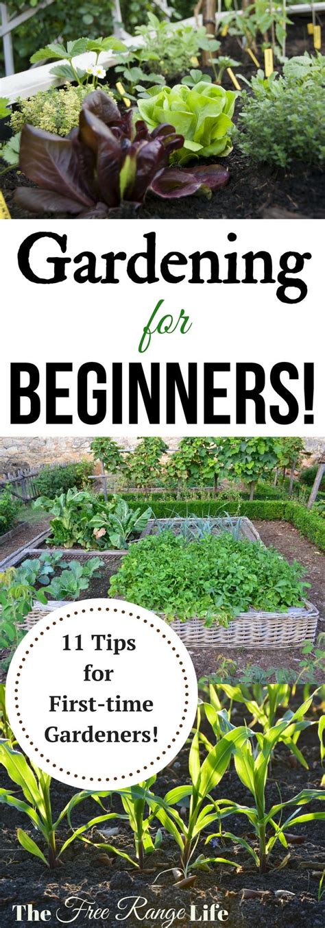 first time garden tips