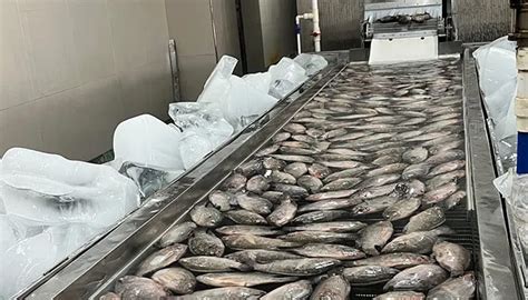 fish glazing