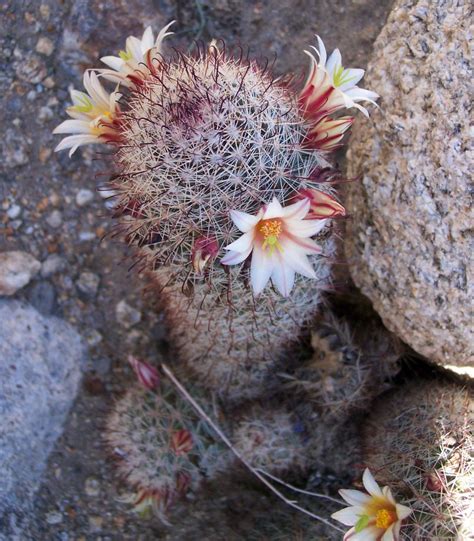 fish hook cactus