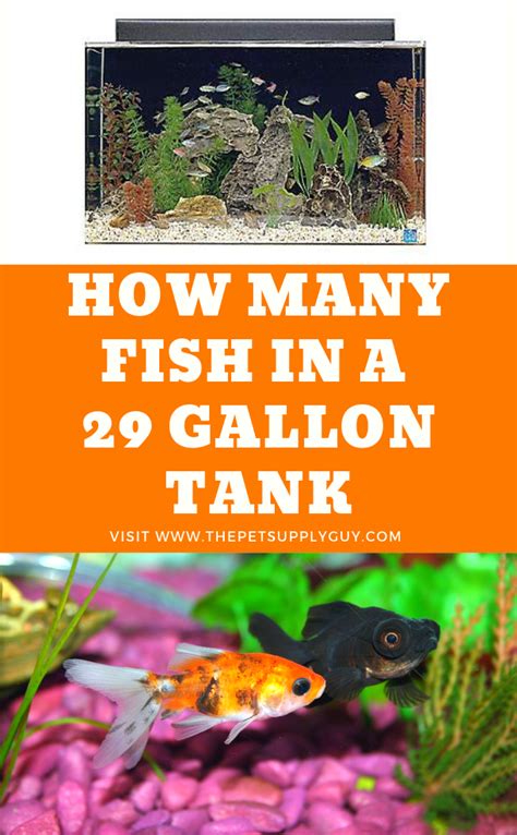Fish in a tank calculator