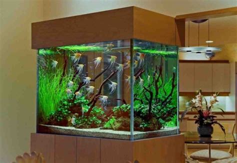 Informed decision about discounted fish tank