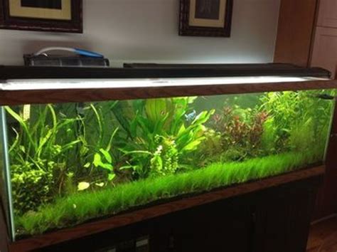 fish tank plants to avoid
