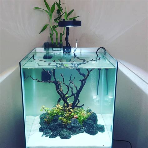 fish tank setup with plants