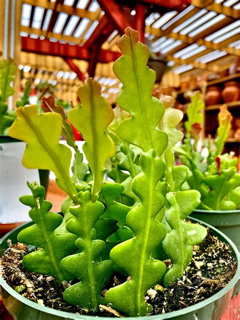 fishbone cactus