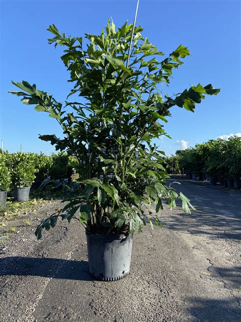 fishtail palm hedge