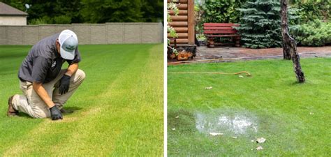 fixing an overwatered lawn