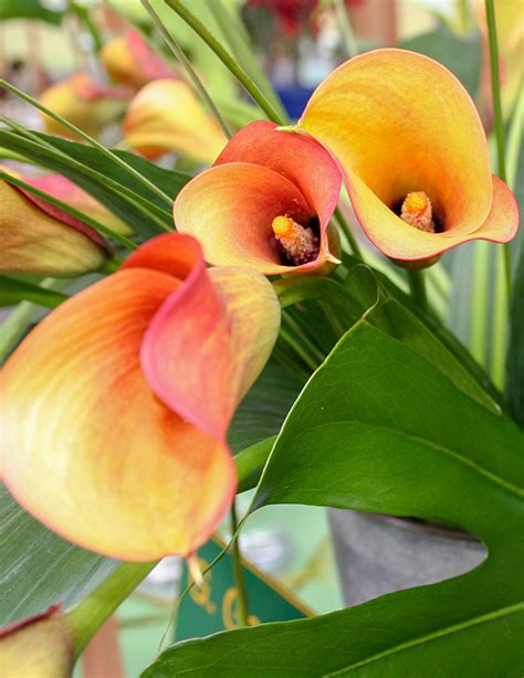 flame calla lily