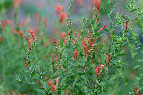flame hummingbird bush