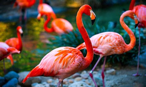 flamingo pictures to colour