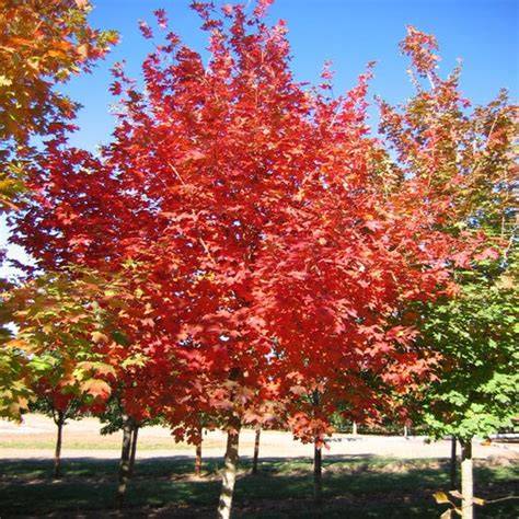 flashfire sugar maple