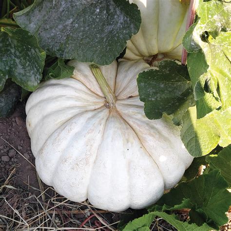 flat pumpkin