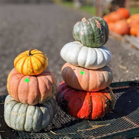 flat pumpkins
