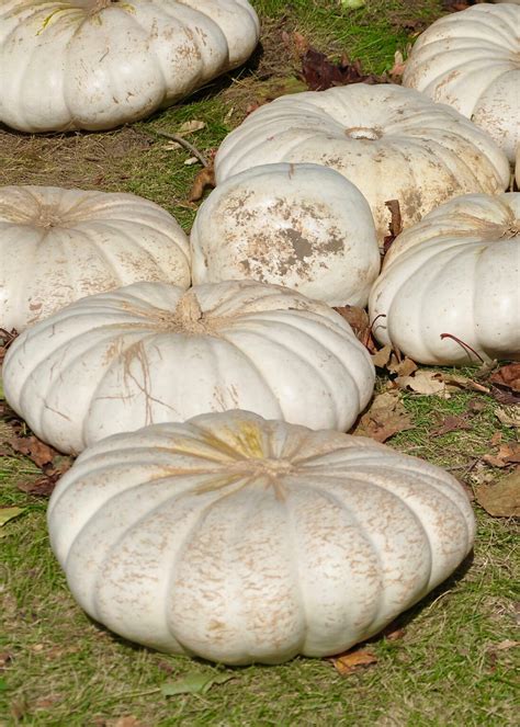 flat white pumpkin