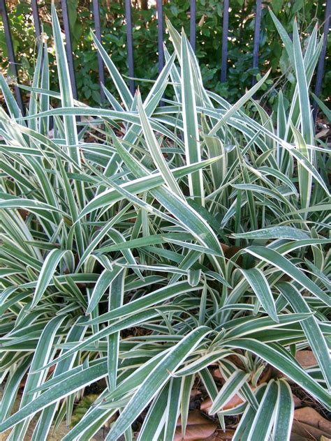 flax lily