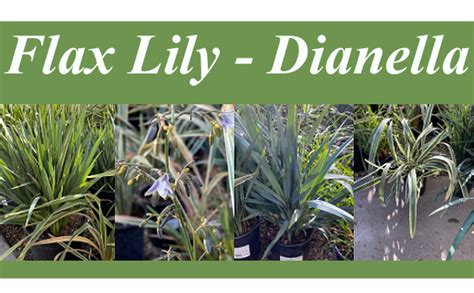 flax lily companion plants