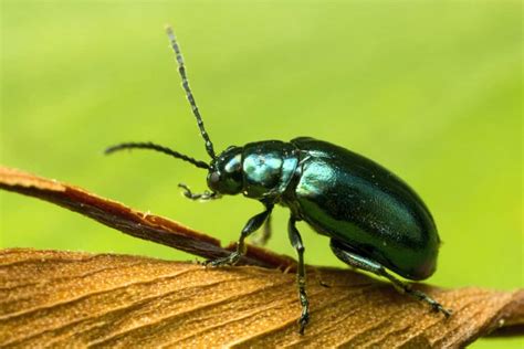 flea beetle