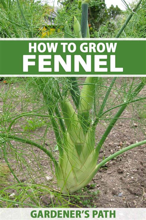 florence fennel companion planting