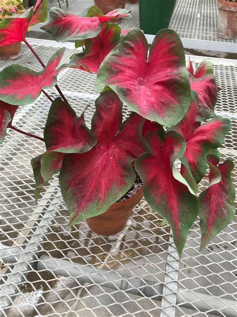 florida cardinal caladium