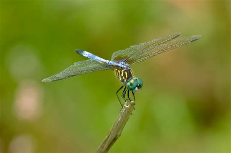 florida dragonflies