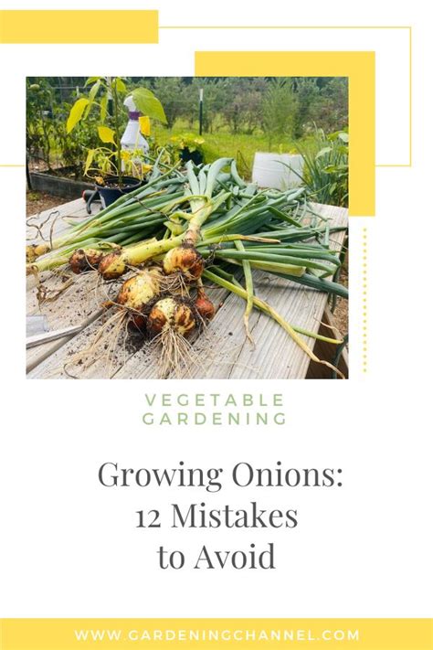 Common Mistakes in Onions Gardening
