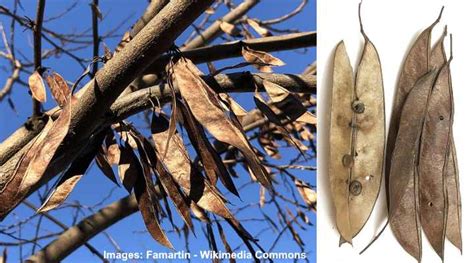 florida tree seed pods