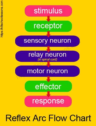Flow Chart Of Reflex Arc