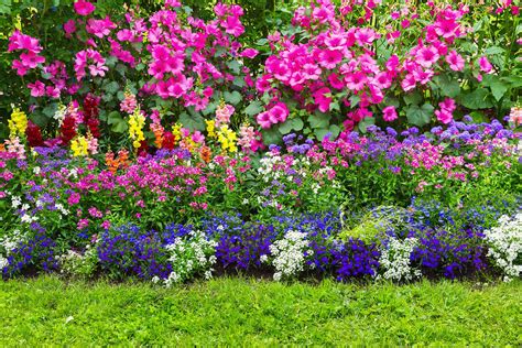 flower bed plants