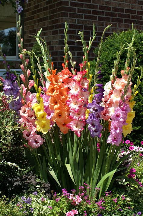 flower beds with gladiolus