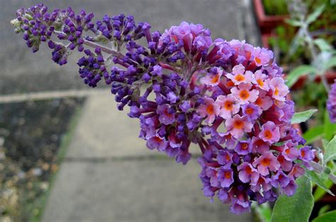 flower buddleja